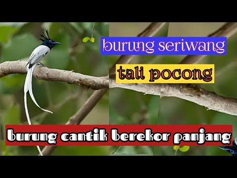 suara burung seriwang/tali pocong gacor alam