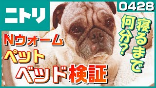 【ニトリのペットベッド検証】パグ犬小虎はＮウォームベッドで何分で寝るか How many minutes does a pug sleep in a new bed?[パグログ-0428]