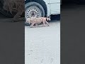 EMERGENCY RESCUE IN PROGRESS: We Need Your Help To Save Him [STORY BELOW]