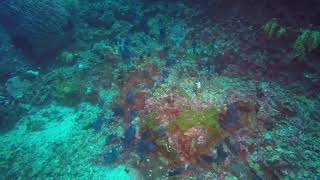 RED TOOTHED TRIGGER FISH PESCADORE 38m