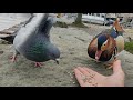 Mandarin Duck gets slapped by Pigeon
