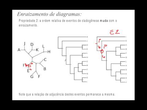 Vídeo: Diferença Entre árvore Filogenética Enraizada E Não Enraizada