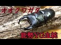 能勢YG血統 オオクワガタ購入！