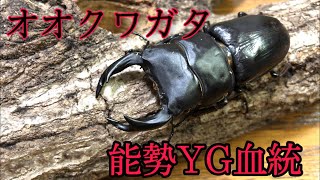 能勢YG血統 オオクワガタ購入！