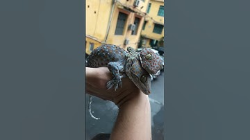 Tắc kè rực rỡ buổi chiều thu #gecko #kucing #tokek #short #shorts #tắc_kè #badut #bebek #iguana#ikan