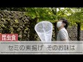 昆虫食 セミの素揚げを試食 そのお味は Eating Insects 昆虫食 セミの素揚げを試食 そのお味は Eating Insects