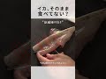 【いか】旨さのポイントは切り方？！一番美味しい調理＋下拵えの基本！