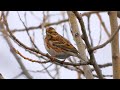 Strnad rolní (Emberiza rustica), Waldammer