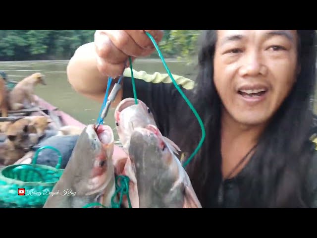 BERBURU IKAN PATIN MENGGUNAKAN PANTAU! class=