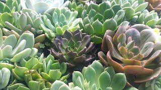 10 Bacias Lindas De Suculentas Que Cresceram Muito Com As Chuvas