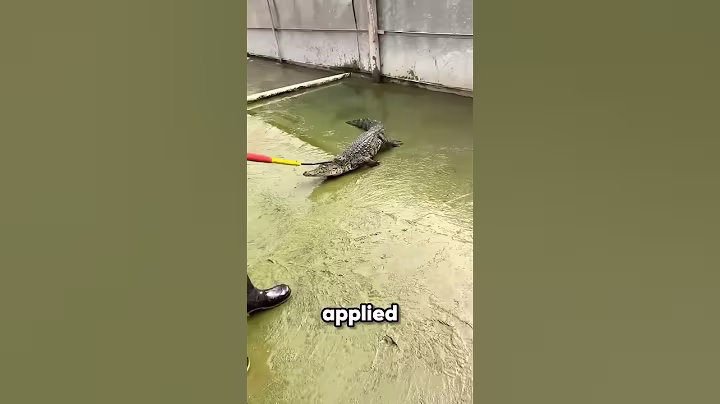 The Shocking Stick Crocodile Farmers Can’t Do Without #shorts