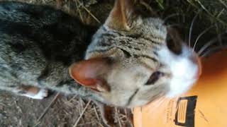 Adorable Tabby coming in for a kiss by Cats on the Farm 237 views 2 years ago 48 seconds