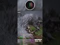 Волчий пес | Black Myth Wukong #соулслайк #игры #blackmyth #blackmythwukonggame