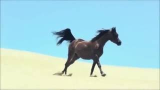 Arabian horses~~Wild Horses