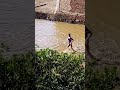 أبناء قريه بمم يسبحون في مياه الأمطار أبناء قريه بمم يسبحون في مياه الأمطار