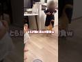 家族全員で猫が誰にくるか試した結果こうなりました【とらまる】