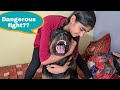 My dog attacked on my sister||aggressive rottweiler.