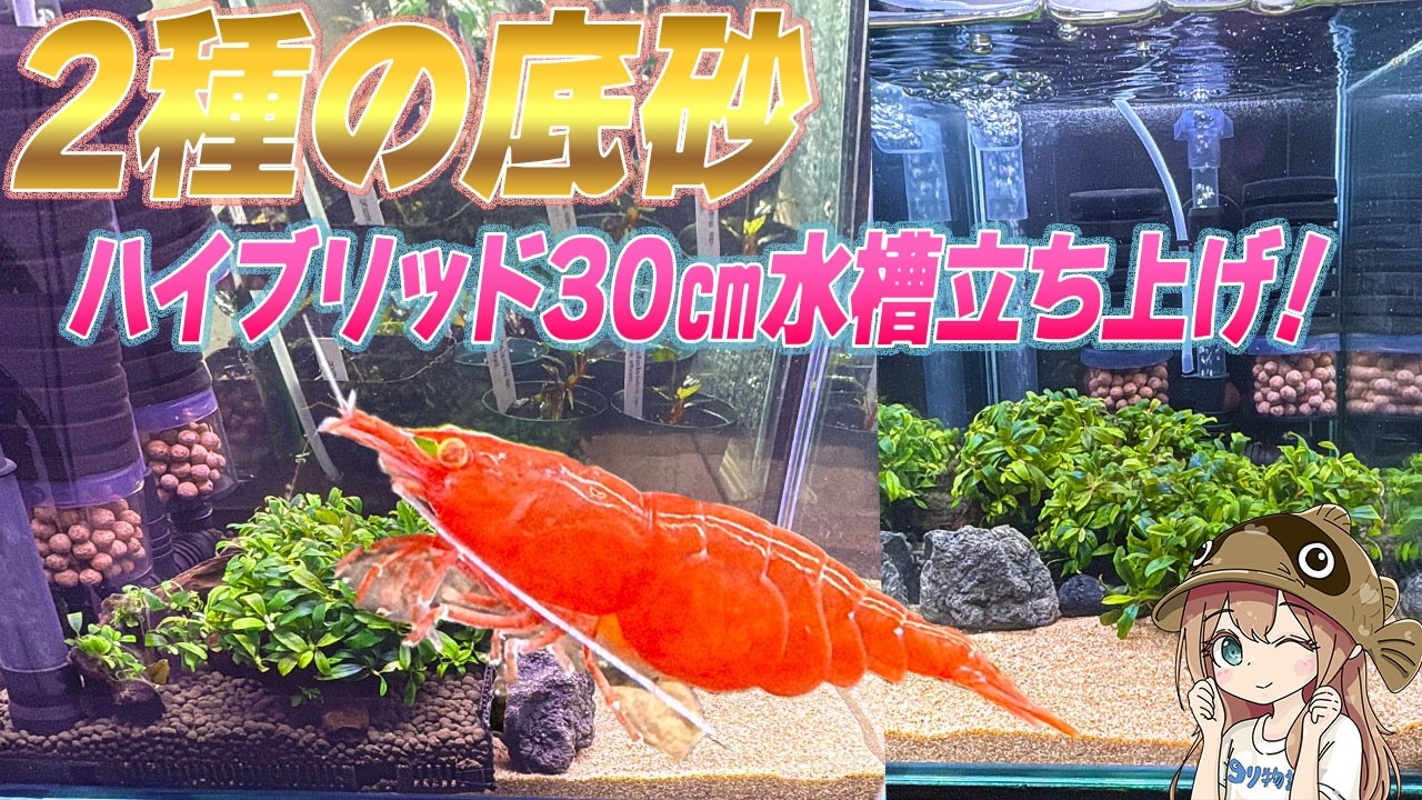 30cmキューブで簡単シンプル水槽立ち上げ！チェリーシュリンプ＆ブセ