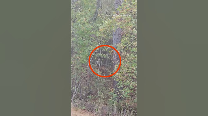 Monkeys Spotted in Wooded Area in South Carolina After Escaping Research Facility