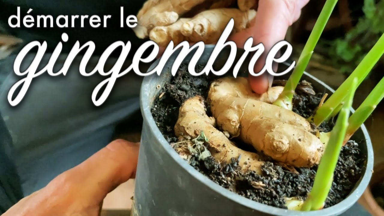 Cultiver le gingembre, épisode 1.