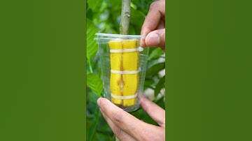 🌿I Used Banana Power to Grow a Lemon Tree in 1 Month🍌