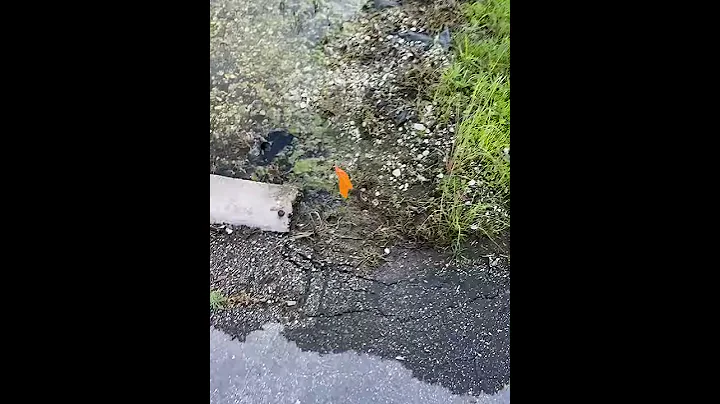 Longboat Key's Ross Toussaint shows stormwater in ...
