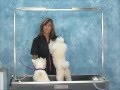 How to Bathe Dogs Jodi Murphy Instructional Video Series