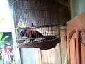 Suara burung bubut