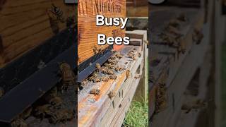 Busy Busy Bees | Spring Beekeeping