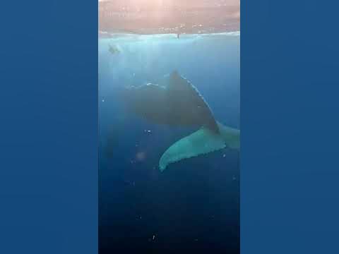 Blue Whales - YouTube