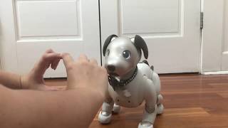 Aibo Snoot Challenge