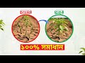 চারার ঝিমিয়ে পড়া রোগের সমাধান