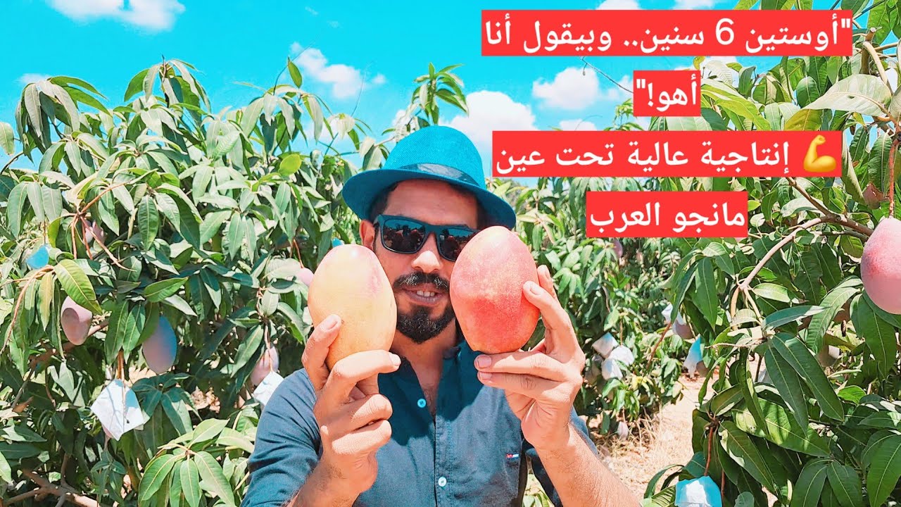  15 طن للفدان .. أوستين عمره 6 سنين وبيكسر أرقام الإنتاج في مصر  من شتلة لشجرة | شوف القصة بعينك 