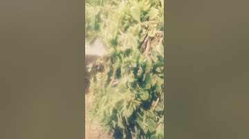 أواخر سورة الحشر بالطور العراقي الحزين