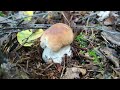 Корзина Белых и Подосиновиков и немного других грибов| В поисках грибов.