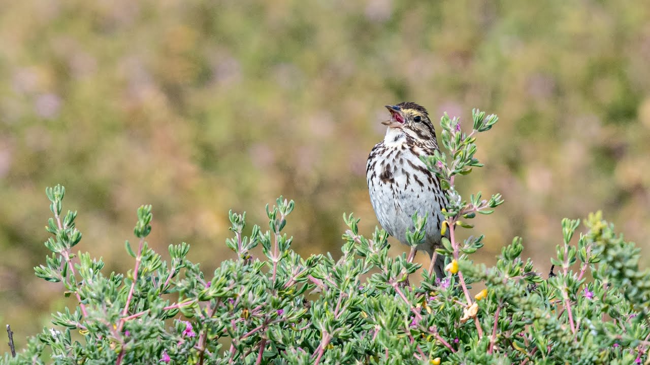Outdoor Explore - Week 1: All About Birds