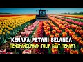 Rahasia Perkebunan Tulip Belanda yang Jarang Diketahui Wisatawan