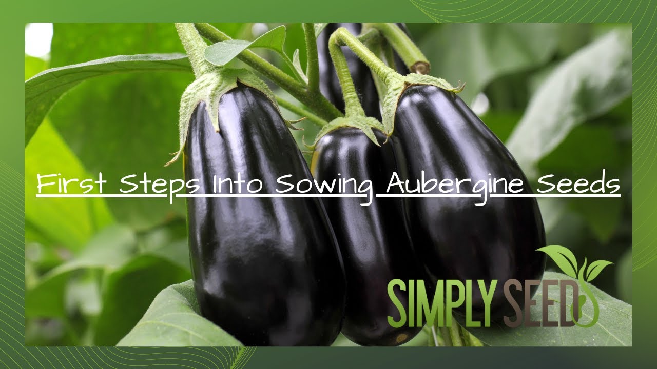 From Seed to Harvest Growing Aubergine (Eggplant) A StepbyStep
