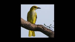 golden oriole calling sound for hunting صوت الصفاري للصيد