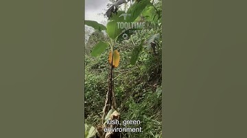 Farmer Cutting Banana Tree Process #Farming #Labor #Banana