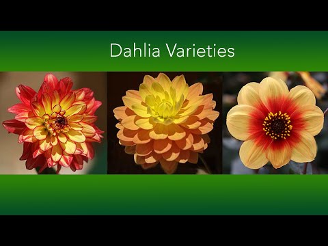 Dahlia Varieties - Over 50 different Flowers and 7 Flower Types - Plus Growing Tips