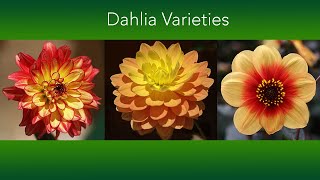 Dahlia Varieties - Over 50 different Flowers and 7 Flower Types - Plus Growing Tips