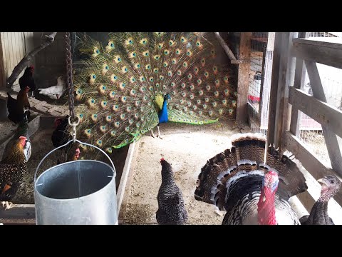 Easy Chicken Coop On Wheels