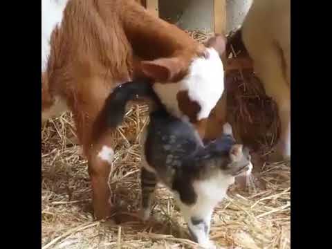 best pet insurance Best friend of cow is