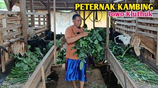 Download Lagu Ternak Kambing Sangat Membantu Ekonomi Bagi Masyarakat Desa MP3
