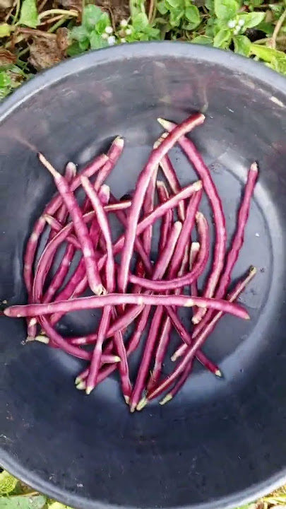 Judunga