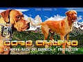 Una NUEVA RAZA de PERROS se creo en CHILE ►【DOGO CHILENO】✔️