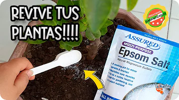 ¿Se puede pulverizar sal de Epsom sobre las plantas?