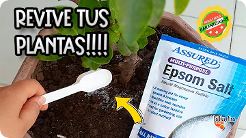 ¿Cómo ayudan las sales de Epsom a las plantas?