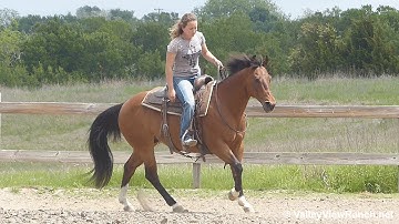 Stylish Masin - riding bridleless in outdoor arena - Valley View Ranch